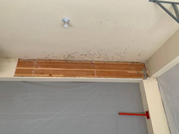 Best Mold Remediation for Rental Properties  in USA